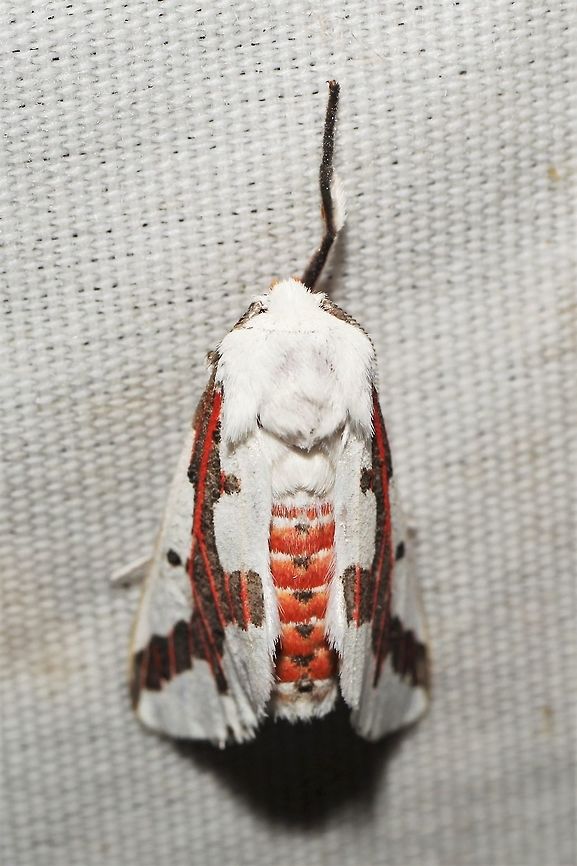 Euerythra phasma  Euerythra phasma,Geotagged,Summer,United States,moth week 2019