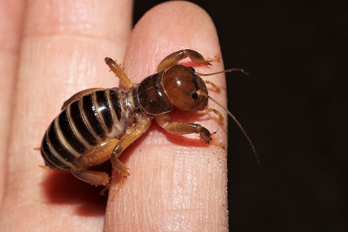 Jerusalem cricket, Stenopelmatus sp.  Geotagged,Stenopelmatus,Summer,United States