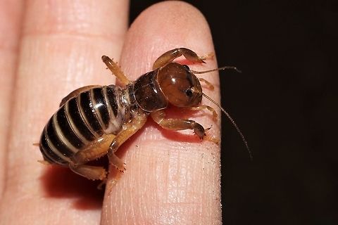 Jerusalem cricket, Stenopelmatus sp.  Geotagged,Stenopelmatus,Summer,United States