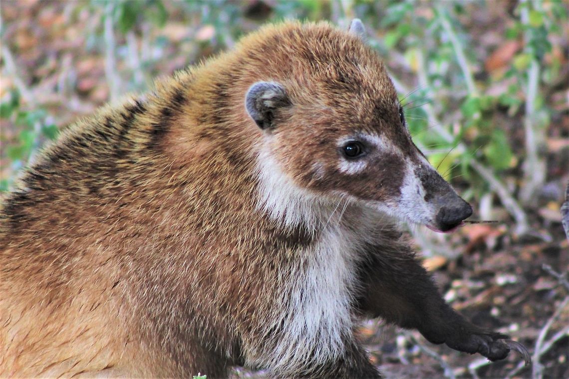 White-nosed Coati  Geotagged,Nasua narica,Summer,United States,White-nosed coati