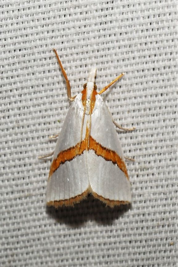 Argyria critica  Argyria critica,Geotagged,Summer,United States,moth week 2019