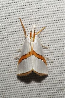 Argyria critica  Argyria critica,Geotagged,Summer,United States,moth week 2019