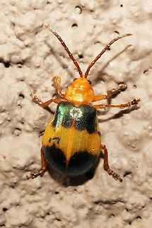 Monocesta coryli  Geotagged,Monocesta coryli,Summer,United States
