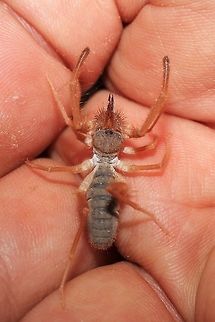 Solifugid This fellow showed up at our moth sheet in the middle of the night, for a free buffet out of the hot sun. Geotagged,Solifugid,Solifugidae,Summer,United States