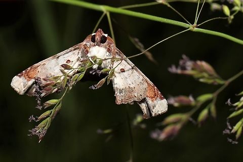 Eutelia pulcherrimus  Eutelia pulcherrimus,Geotagged,Spring,United States