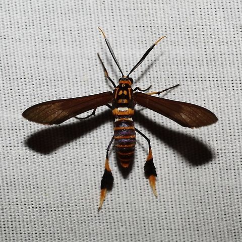Texas Wasp Moth