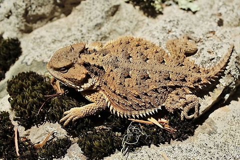 Greater short-horned lizard  Geotagged,Greater short-horned lizard,Phrynosoma hernandesi,Summer,United States