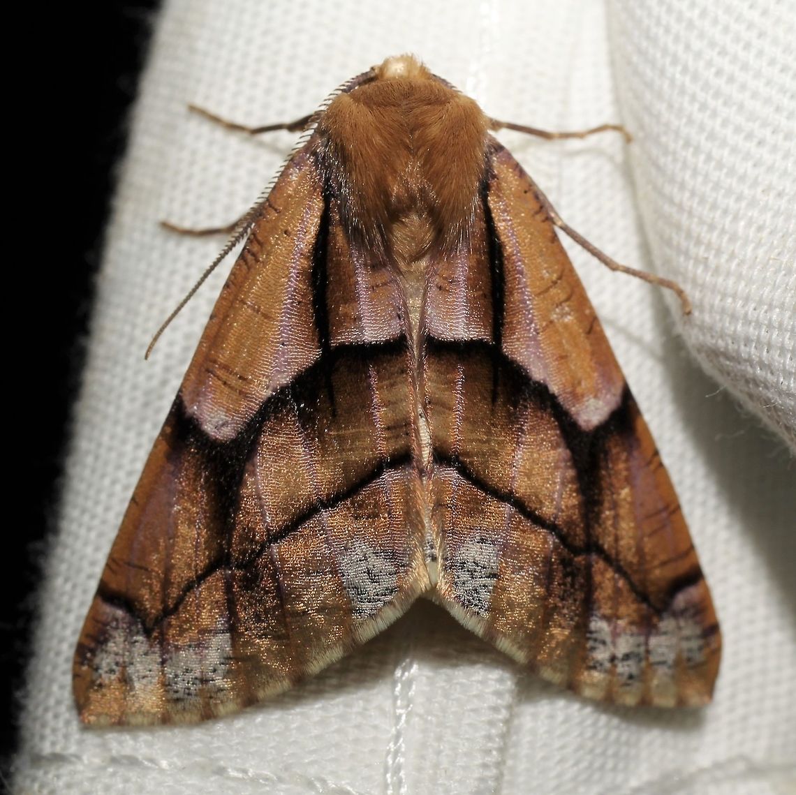 Snowia montanaria  Geotagged,Snowia,Snowia montanaria,Summer,United States