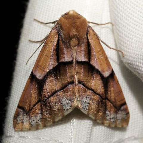 Snowia montanaria  Geotagged,Snowia,Snowia montanaria,Summer,United States