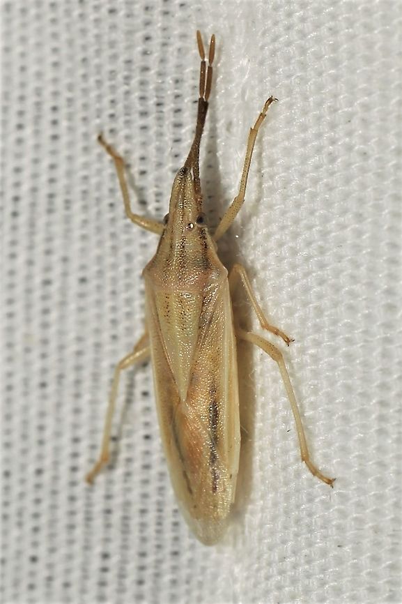 Mecidea sp.  Geotagged,Summer,United States