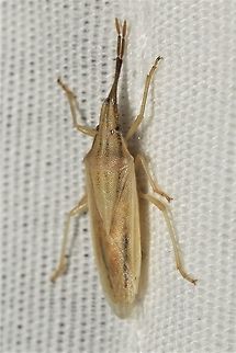 Mecidea sp.  Geotagged,Summer,United States