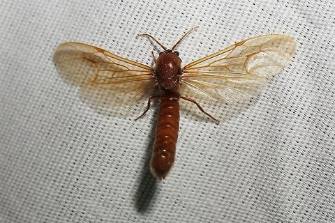 Neivamyrmex, reproductive male a.k.a. Sausagefly