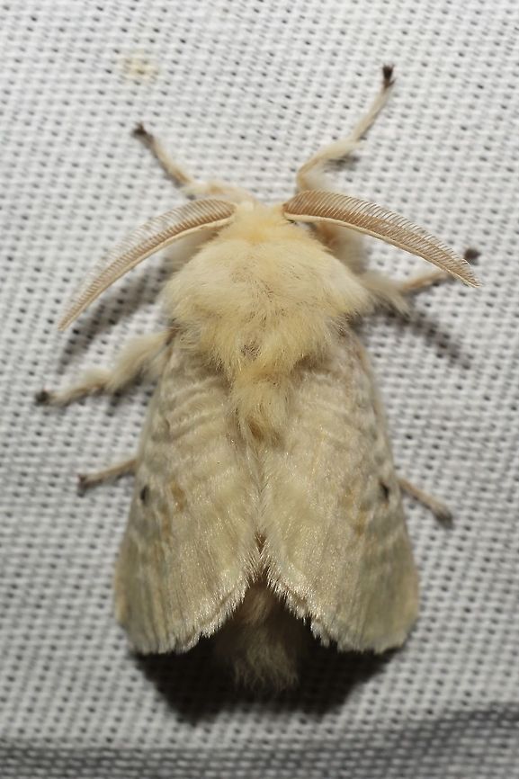 Megalopyge immaculata  Geotagged,Megalopyge immaculata,Summer,United States,moth week 2019