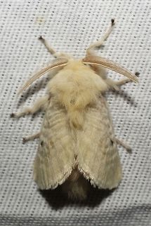Megalopyge immaculata  Geotagged,Megalopyge immaculata,Summer,United States,moth week 2019