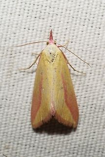 Phytometra obliqualis  Geotagged,Phytometra obliqualis,Summer,United States,moth week 2019