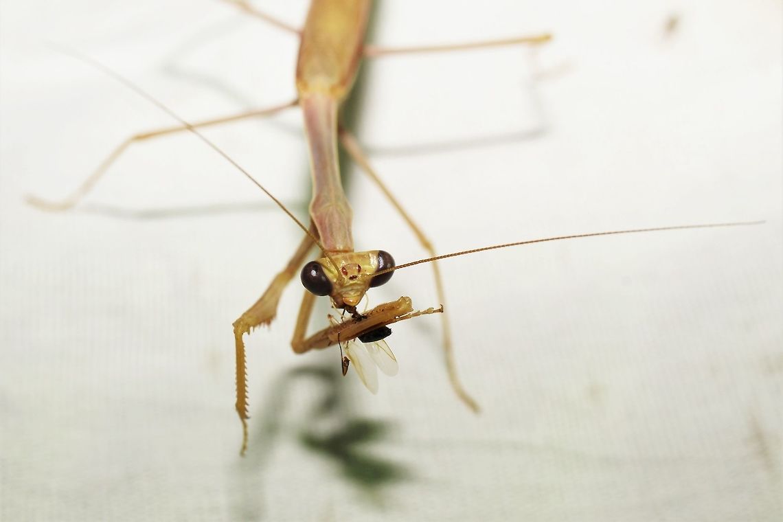 Stagmomantis gracilipes with snack  Geotagged,Stagmomantis gracilipes,Summer,United States