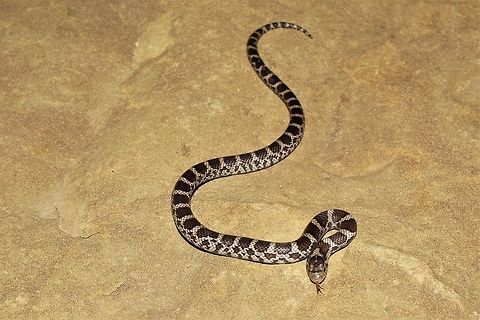 Milk snake  Geotagged,Lampropeltis triangulum,Milk snake,Summer,United States