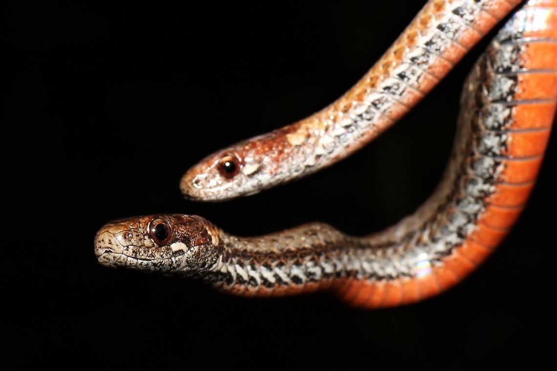 Red-bellied snakes  Geotagged,Storeria occipitomaculata,Summer,United States