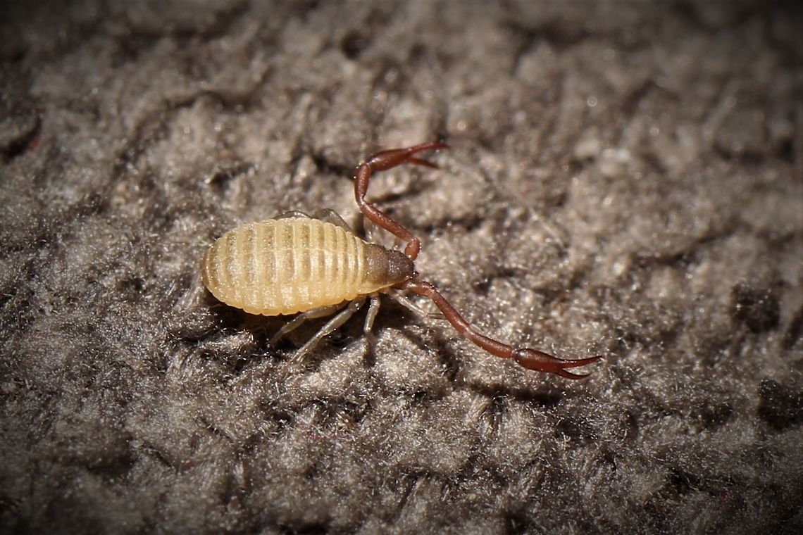 Pseudoscorpion, found in our kitchen  Geotagged,Spring,United States