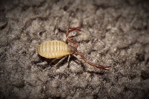 Pseudoscorpion, found in our kitchen  Geotagged,Spring,United States