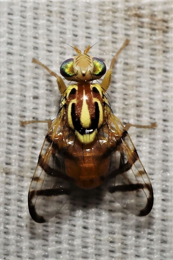 Zonosemata vittigera  Geotagged,Summer,United States,Zonosemata vittigera