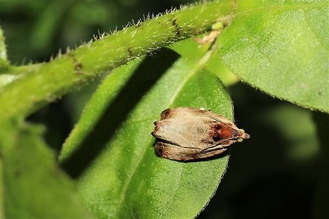 Olethreutes inornatana  Geotagged,Olethreutes inornatana,Summer,United States,moth week 2019