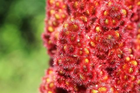 Staghorn sumac  Geotagged,Rhus typhina,Summer,United States