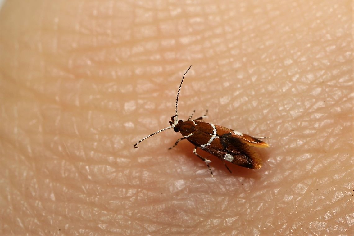 Suzuki moth on massive human wrist  Geotagged,Promalactis suzukiella,Spring,Suzuki's promolactis moth,United States