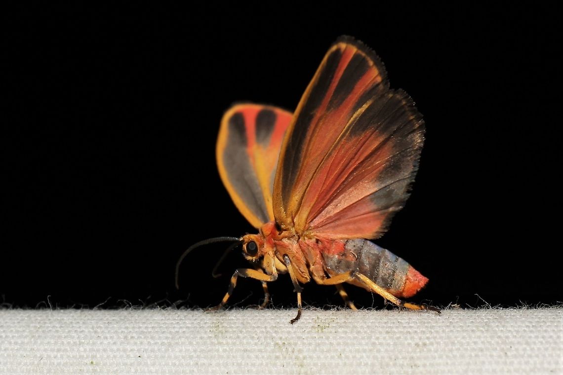 Painted lichen moth skulking away from me  Geotagged,Hypoprepia fucosa,Painted lichen moth,Summer,United States