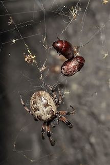 Larinioides cornutus with two-course dinner  Furrow orb spider,Geotagged,Larinioides cornutus,Summer,United States