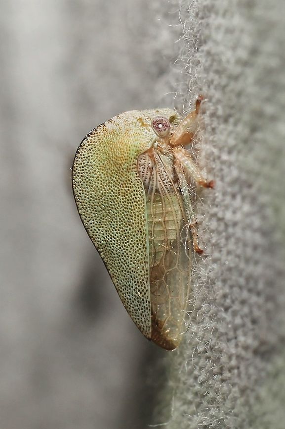 Atymna simplex  Atymna simplex,Geotagged,Summer,United States