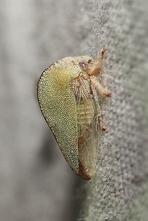 Atymna simplex  Atymna simplex,Geotagged,Summer,United States