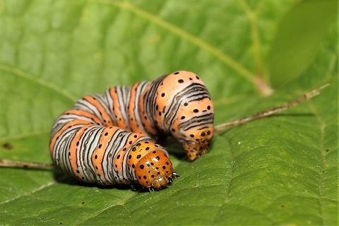 Eudryas grata cat, curled up in a grape leaf.  Beautiful wood nymph,Eudryas grata,Geotagged,Summer,United States