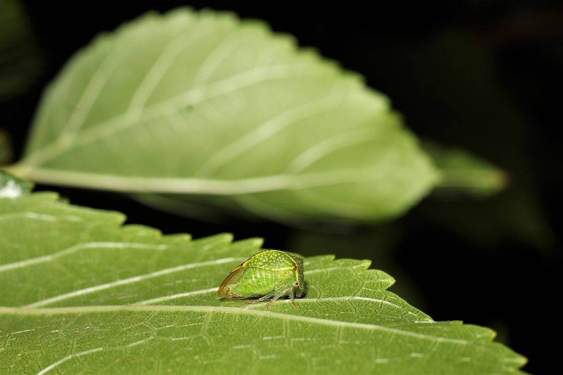 Stictocephala/Ceresa sp. on a grapevine  Geotagged,Stictocephala bisonia,Summer,United States