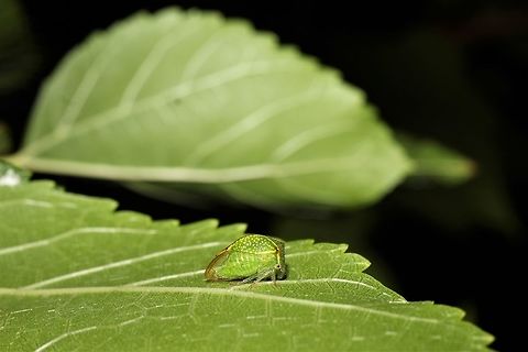 Stictocephala/Ceresa sp. on a grapevine  Geotagged,Stictocephala bisonia,Summer,United States