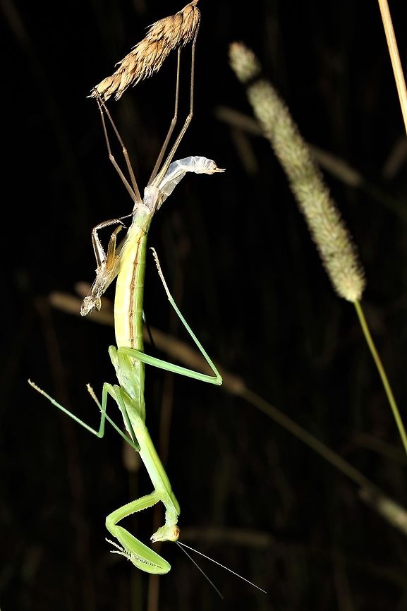 Chinese mantis shedding a layer under cover of darkness  Chinese mantis,Geotagged,Summer,Tenodera sinensis,United States