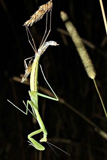 Chinese mantis shedding a layer under cover of darkness  Chinese mantis,Geotagged,Summer,Tenodera sinensis,United States