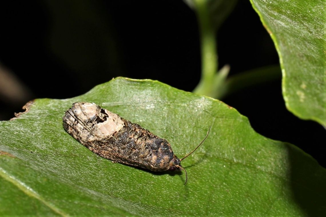 Ecdytolopha insiticiana  Ecdytolopha insiticiana,Geotagged,Locust Twig Borer,Summer,United States
