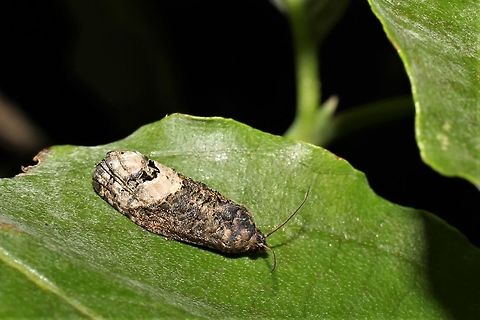 Ecdytolopha insiticiana  Ecdytolopha insiticiana,Geotagged,Locust Twig Borer,Summer,United States