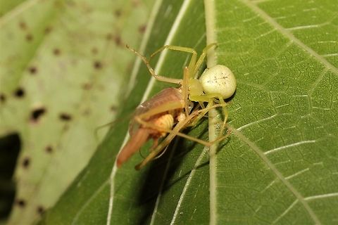 Crab spider with a midnight grasshopper snack  Geotagged,Summer,United States