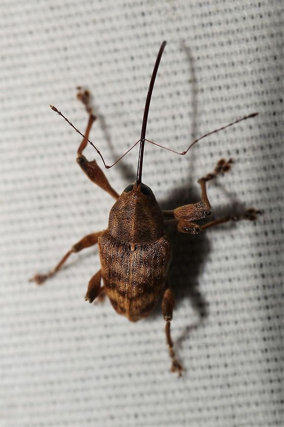 Acorn weevil  Acorn weevil,Curculio,Geotagged,Spring,United States