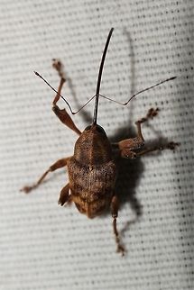 Acorn weevil  Acorn weevil,Curculio,Geotagged,Spring,United States
