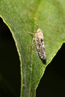 A tiny, intricate yard leafhopper  Geotagged,Summer,United States