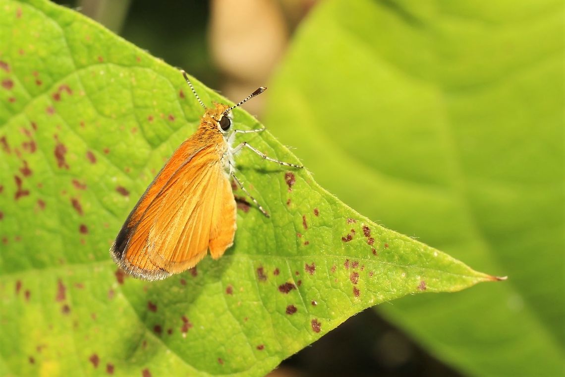 Least Skipper  Ancyloxypha numitor,Geotagged,Least skipper,Summer,United States