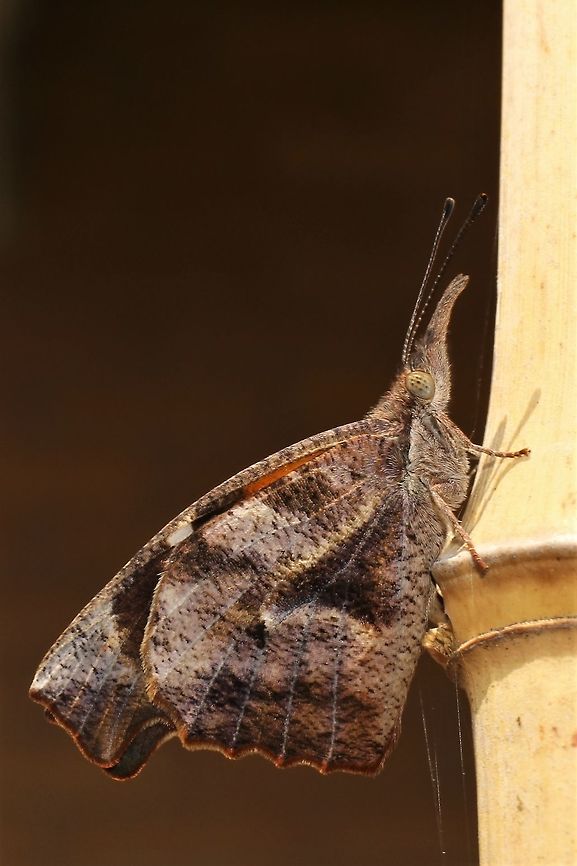 American Snout  American snout butterfly,Geotagged,Libytheana carinenta,Summer,United States