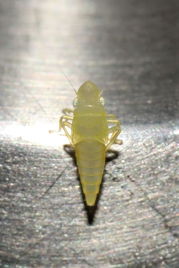 Garden hopper This fellow traveled into the kitchen on a basil leaf and settled on the cap of my water bottle. Geotagged,Summer,United States