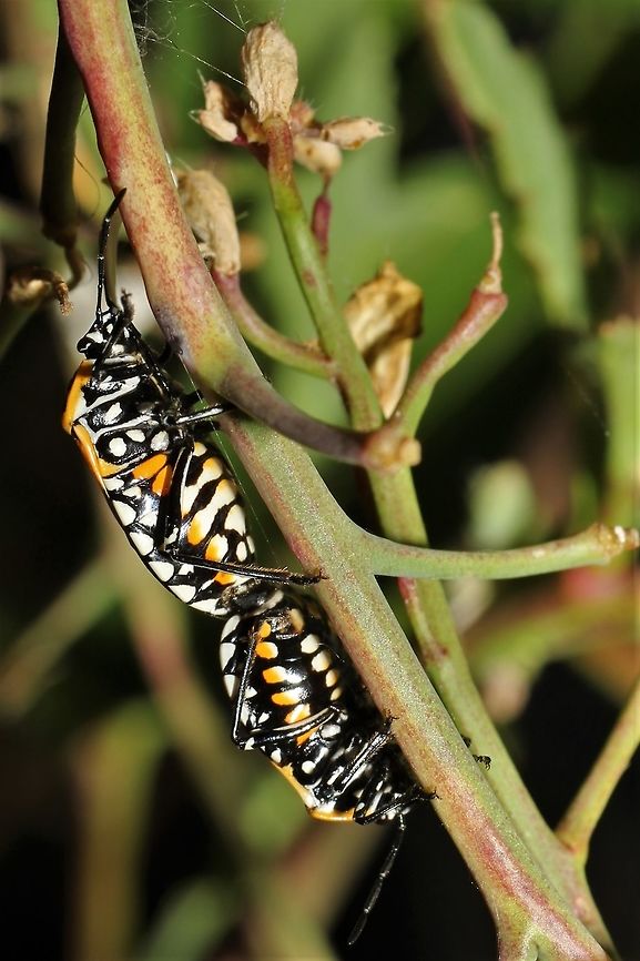 Harlequin Cabbage Bugs  Geotagged,Harlequin cabbage bug,Murgantia histrionica,Summer,United States