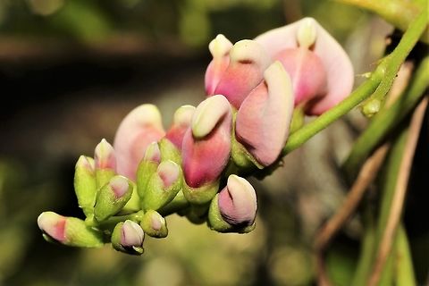 American Groundnut at Wildwood  American groundnut,Apios americana,Geotagged,Summer,United States
