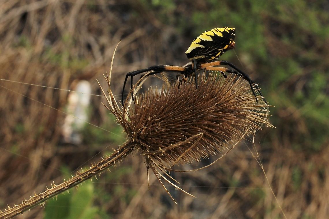 Argiope aurantia female spinning on teasel  Argiope aurantia,Geotagged,Summer,United States,Yellow Garden Spider