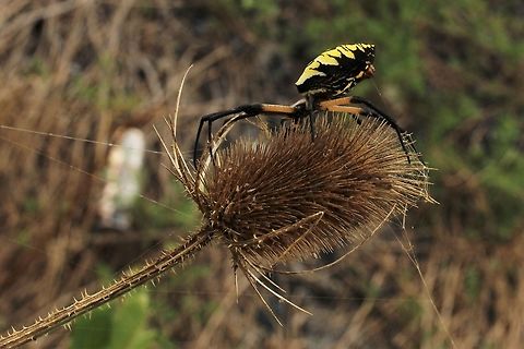 Argiope aurantia female spinning on teasel  Argiope aurantia,Geotagged,Summer,United States,Yellow Garden Spider